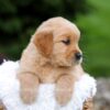Image of Rita, a Golden Retriever puppy