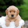 Image of Rita, a Golden Retriever puppy