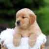Image of Rita, a Golden Retriever puppy