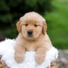 Image of Rita, a Golden Retriever puppy