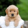 Image of Rita, a Golden Retriever puppy