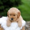 Image of Rita, a Golden Retriever puppy
