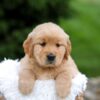 Image of Rita, a Golden Retriever puppy