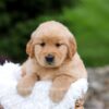 Image of Rita, a Golden Retriever puppy