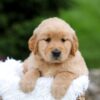 Image of Rita, a Golden Retriever puppy