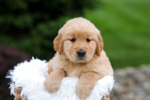 Image of Rita, a Golden Retriever puppy