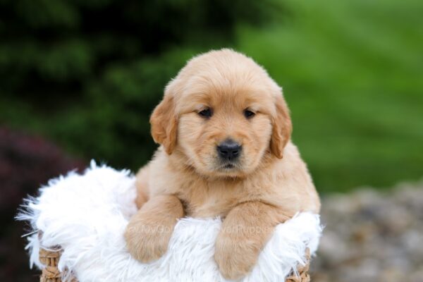 Image of Rita, a Golden Retriever puppy