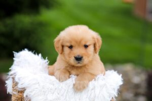 Image of Rose, a Golden Retriever puppy