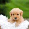 Image of Rose, a Golden Retriever puppy