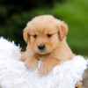 Image of Rose, a Golden Retriever puppy