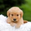 Image of Rose, a Golden Retriever puppy