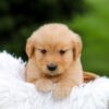 Image of Rose, a Golden Retriever puppy