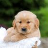 Image of Ruger, a Golden Retriever puppy
