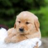 Image of Ruger, a Golden Retriever puppy
