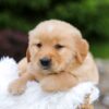 Image of Ruger, a Golden Retriever puppy