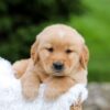 Image of Ruger, a Golden Retriever puppy
