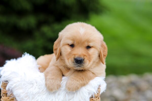 Image of Ruger, a Golden Retriever puppy