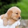 Image of Ruger, a Golden Retriever puppy