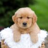 Image of Rusty, a Golden Retriever puppy