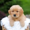 Image of Rusty, a Golden Retriever puppy