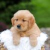 Image of Rusty, a Golden Retriever puppy