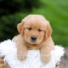 Image of Rusty, a Golden Retriever puppy