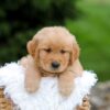 Image of Rusty, a Golden Retriever puppy