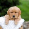 Image of Rusty, a Golden Retriever puppy