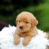 Image of Sage, a Golden Retriever puppy