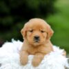 Image of Sage, a Golden Retriever puppy