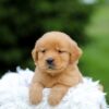 Image of Sage, a Golden Retriever puppy