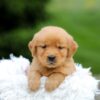 Image of Sage, a Golden Retriever puppy