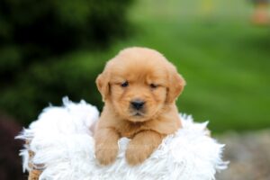 Image of Sage, a Golden Retriever puppy