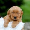Image of Samson, a Golden Retriever puppy
