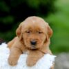 Image of Samson, a Golden Retriever puppy