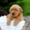 Image of Samson, a Golden Retriever puppy