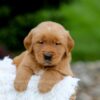 Image of Samson, a Golden Retriever puppy