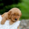 Image of Samson, a Golden Retriever puppy