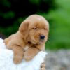 Image of Samson, a Golden Retriever puppy
