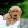Image of Samson, a Golden Retriever puppy