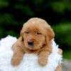 Image of Samson, a Golden Retriever puppy