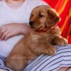 Image of Sandy, a Golden Retriever puppy