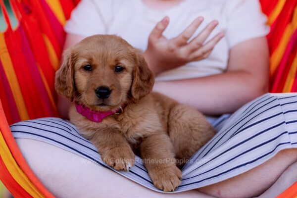 Image of Sandy, a Golden Retriever puppy