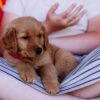 Image of Sandy, a Golden Retriever puppy