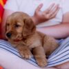 Image of Sandy, a Golden Retriever puppy