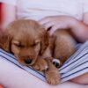 Image of Sandy, a Golden Retriever puppy