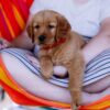 Image of Scout, a Golden Retriever puppy