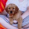 Image of Scout, a Golden Retriever puppy