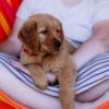 Image of Scout, a Golden Retriever puppy