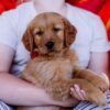 Image of Scout, a Golden Retriever puppy